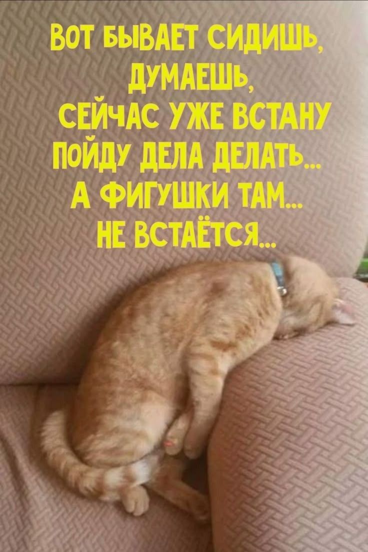 ВОТ БЫВАЕТ СИДИШЬ, ДУМАЕШЬ, СЕЙЧАС УЖЕ ВСТАНУ ПОЙДУ ДЕЛА ДЕЛАТЬ... А ФИГУШКИ ТАМ... НЕ ВСТАЁТСЯ...