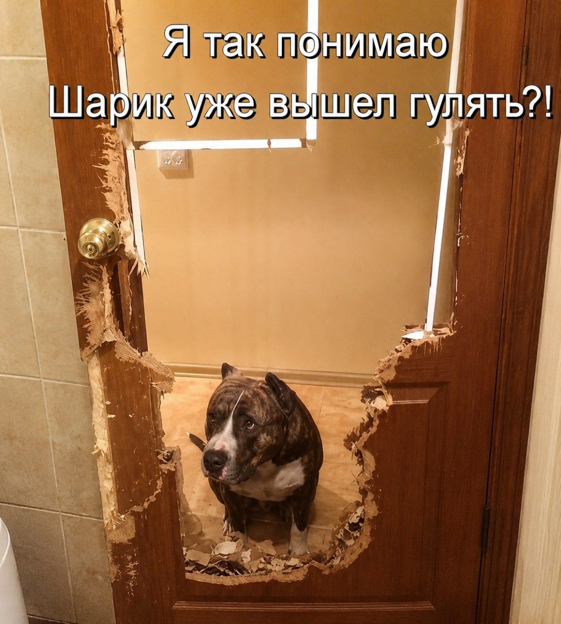 Я так понимаю Шарик уже вышел гулять?!