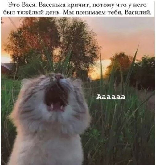Это Вася. Васенька кричит, потому что у него был тяжёлый день. Мы понимаем тебя, Василий. Аааааа