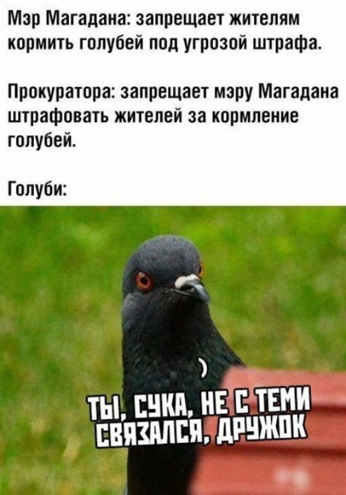Мэр Магадана: запрещает жителям кормить голубей под угрозой штрафа. Прокуратура: запрещает мэру Магадана штрафовать жителей за кормление голубей. Голуби: ТЫ, СУКА, НЕ С ТЕМИ СВЯЗАЛСЯ, ДРУЖОК