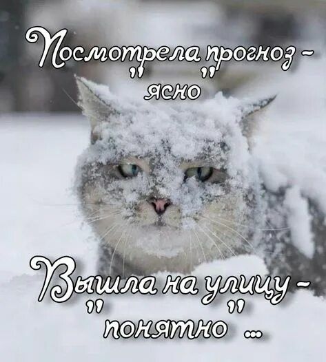 Посмотрела прогноз - 
