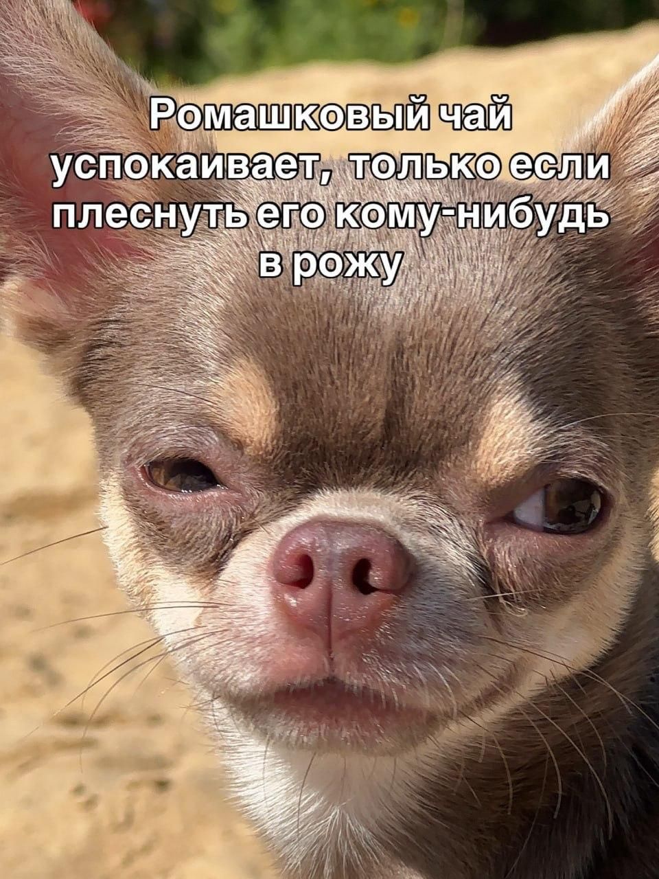 Ромашковый чай успокаивает, только если плеснуть его кому-нибудь в рожу