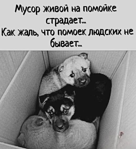 Мусор живой на помойке страдает... Как жаль, что помоек людских не бывает...