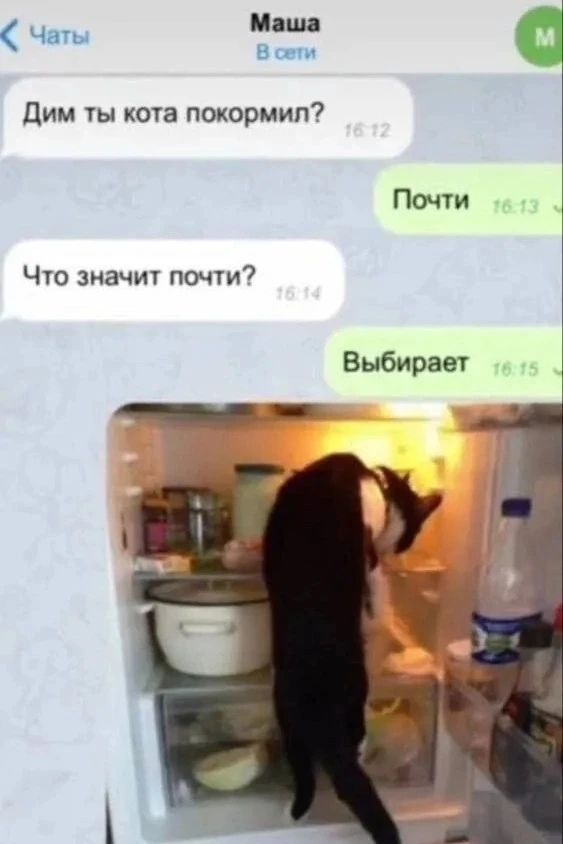 Чаты Маша В сети Дим ты кота покормил? Почти Что значит почти? Выбирает