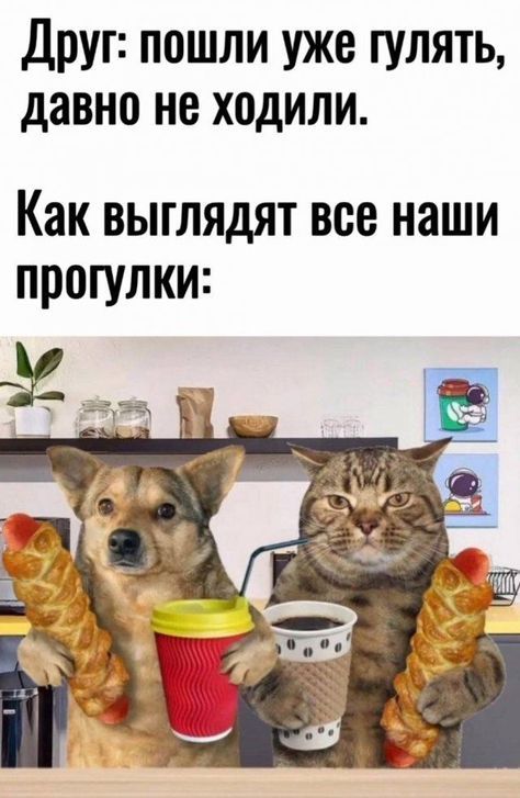 Друг: пошли уже гулять, давно не ходили. Как выглядят все наши прогулки: