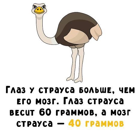 Глаз у страуса больше, чем его мозг. Глаз страуса весит 60 граммов, а мозг страуса — 40 граммов