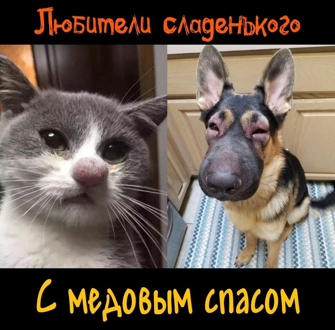 Любители сладенького. С медовым спасом