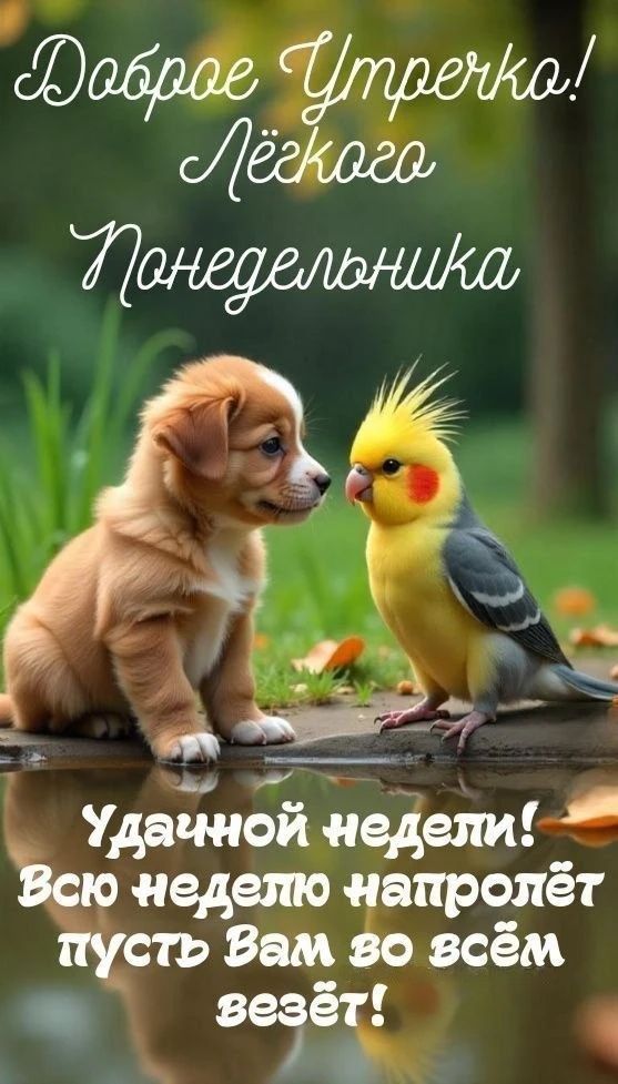 Доброе Утречко! Лёгкого Понедельника Удачной недели! Всю неделю напролёт пусть Вам во всём везёт!