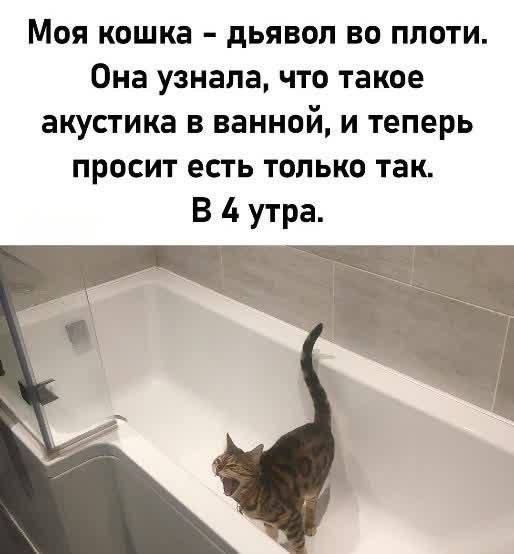 Моя кошка - дьявол во плоти. Она узнала, что такое акустика в ванной, и теперь просит есть только так. В 4 утра.
