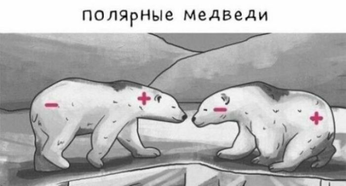 полярные медведи