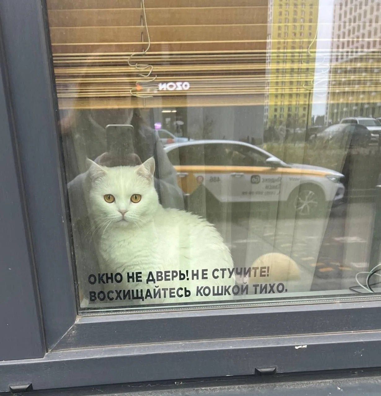 ОКНО НЕ ДВЕРЬ! НЕ СТУЧИТЕ! ВОСХИЩАЙТЕСЬ КОШКОЙ ТИХО.