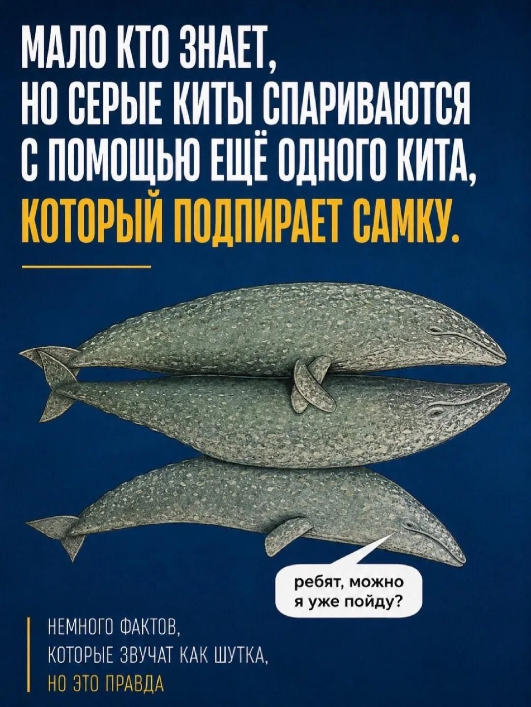 МАЛО КТО ЗНАЕТ, НО СЕРЫЕ КИТЫ СПАРИВАЮТСЯ С ПОМОЩЬЮ ЕЩЁ ОДНОГО КИТА, КОТОРЫЙ ПОДПИРАЕТ САМКУ. РЕБЯТ, МОЖНО Я УЖЕ ПОЙДУ? НЕМНОГО ФАКТОВ, КОТОРЫЕ ЗВУЧАТ КАК ШУТКА, НО ЭТО ПРАВДА