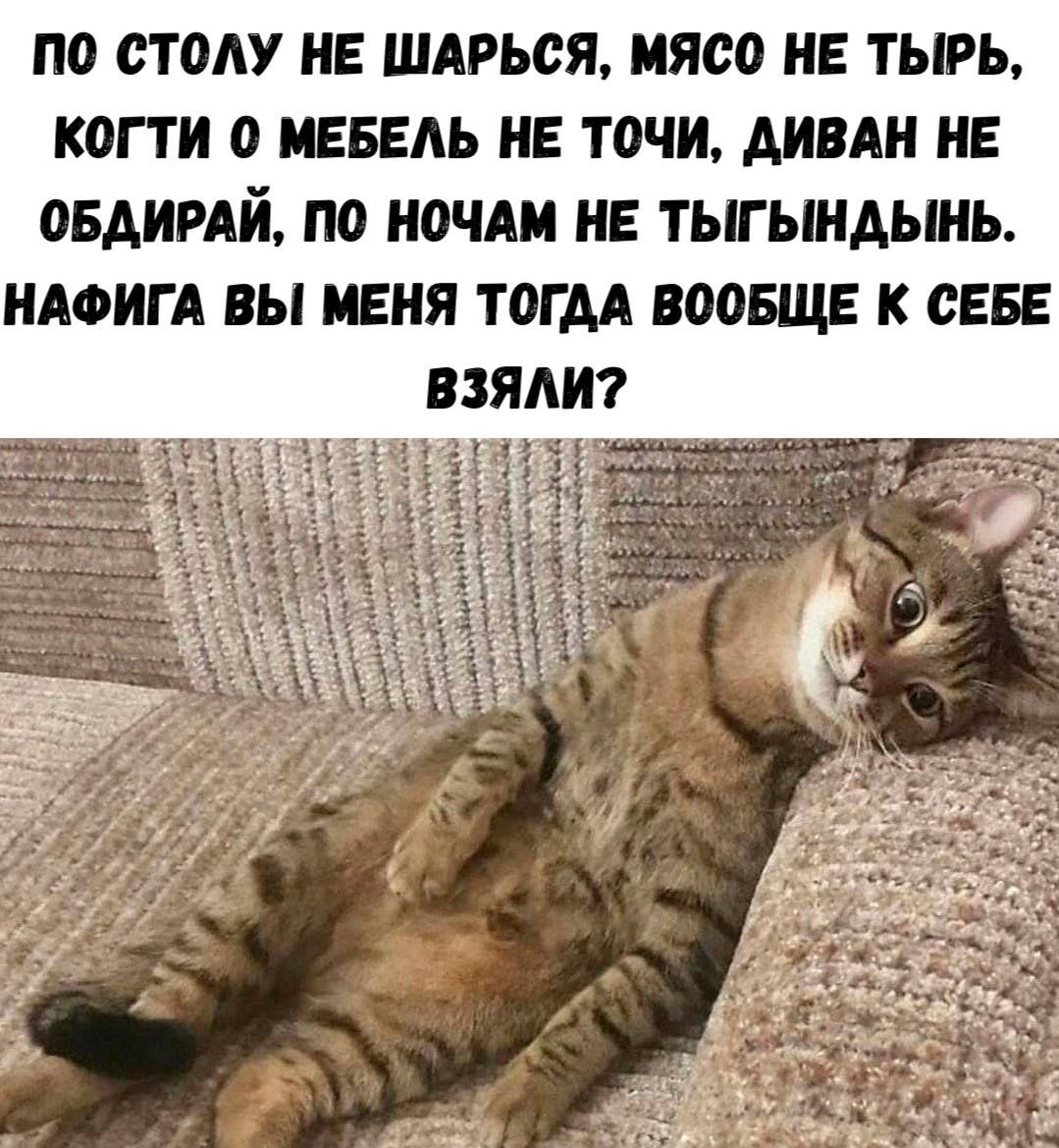 ПО СТОЛУ НЕ ШАРЬСЯ, МЯСО НЕ ТЫРЬ, КОГТИ О МЕБЕЛЬ НЕ ТОЧИ, ДИВАН НЕ ОБДИРАЙ, ПО НОЧАМ НЕ ТЫГЫНДЫНЬ. НАФИГА ВЫ МЕНЯ ТОГДА ВООБЩЕ К СЕБЕ ВЗЯЛИ?