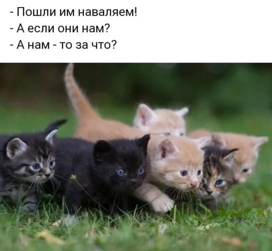 - Пошли им наваляем!
- А если они нам?
- А нам - то за что?