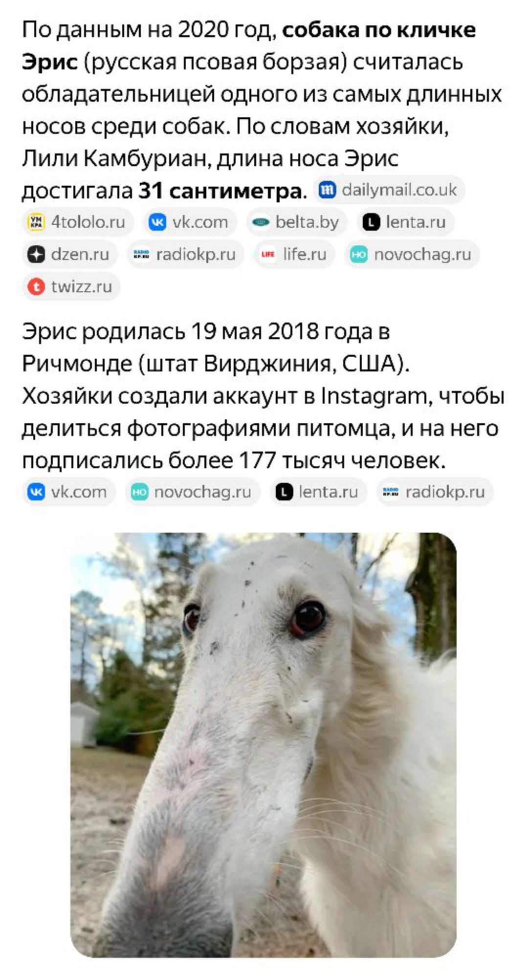 По данным на 2020 год, собака по кличке Эрис (русская псовая борзая) считалась обладательницей одного из самых длинных носов среди собак. По словам хозяйки, Лили Камбуриан, длина носа Эрис достигала 31 сантиметра. Эрис родилась 19 мая 2018 года в Ричмонде (штат Вирджиния, США). Хозяйки создали аккаунт в Instagram, чтобы делиться фотографиями