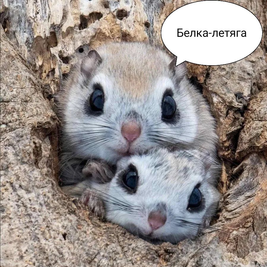 Белка-летяга