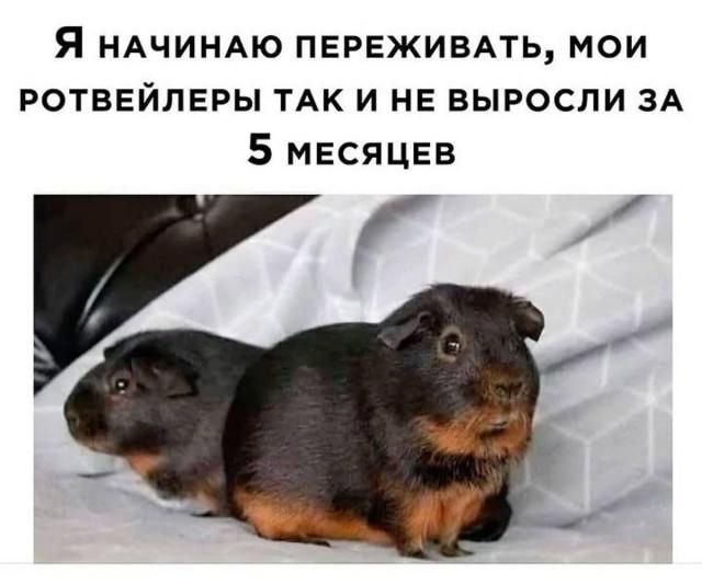 Я НАЧИНАЮ ПЕРЕЖИВАТЬ, МОИ РОТВЕЙЛЕРЫ ТАК И НЕ ВЫРОСЛИ ЗА 5 МЕСЯЦЕВ
