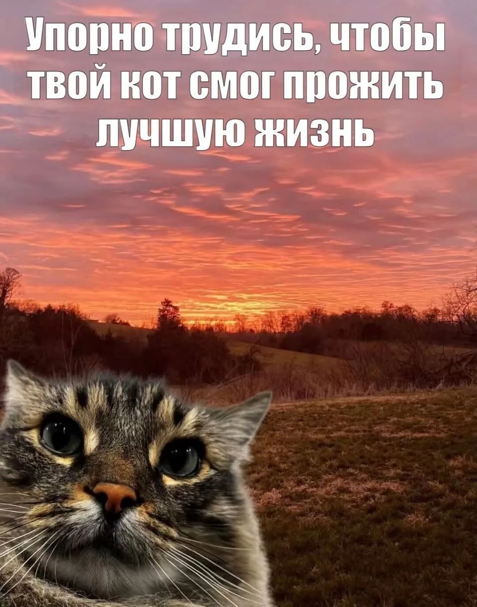 Упорно трудись, чтобы твой кот смог прожить лучшую жизнь