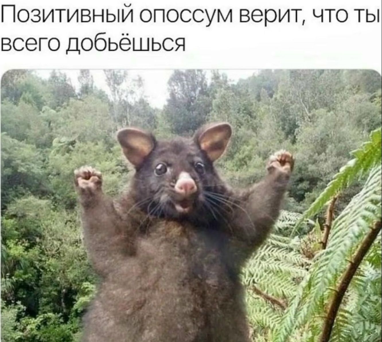 Позитивный опоссум верит, что ты всего добьёшься