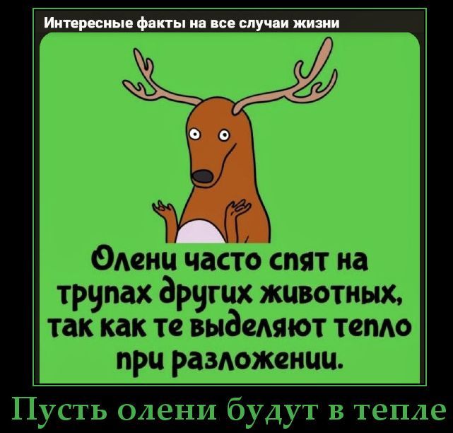 Интересные факты на все случаи жизни Олени часто спят на трупах других животных, так как те выделяют тепло при разложении. Пусть олени будут в тепле