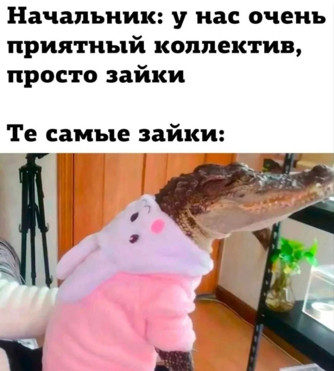 Начальник: у нас очень приятный коллектив, просто зайки. Те самые зайки: