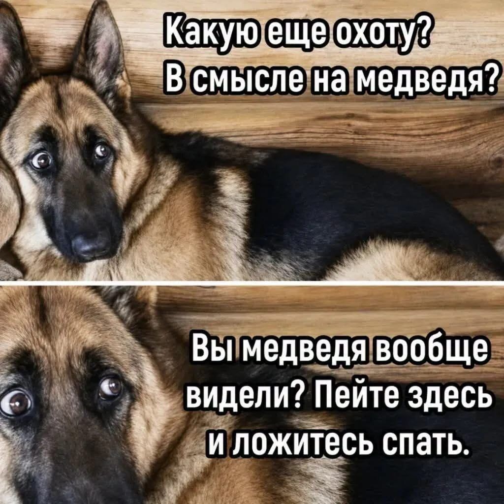 Какую еще охоту? В смысле на медведя? Вы медведя вообще видели? Пейте здесь и ложитесь спать.