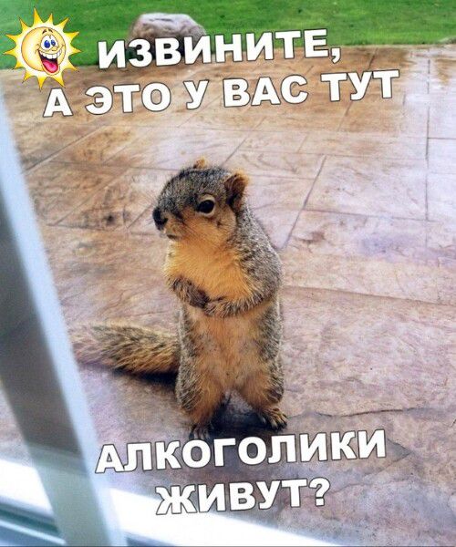 ИЗВИНИТЕ, А ЭТО У ВАС ТУТ АЛКОГОЛИКИ ЖИВУТ?