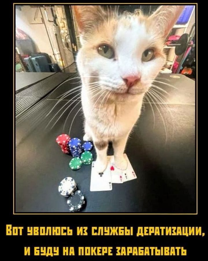 Вот уволюсь из службы дератизации, и буду на покере зарабатывать