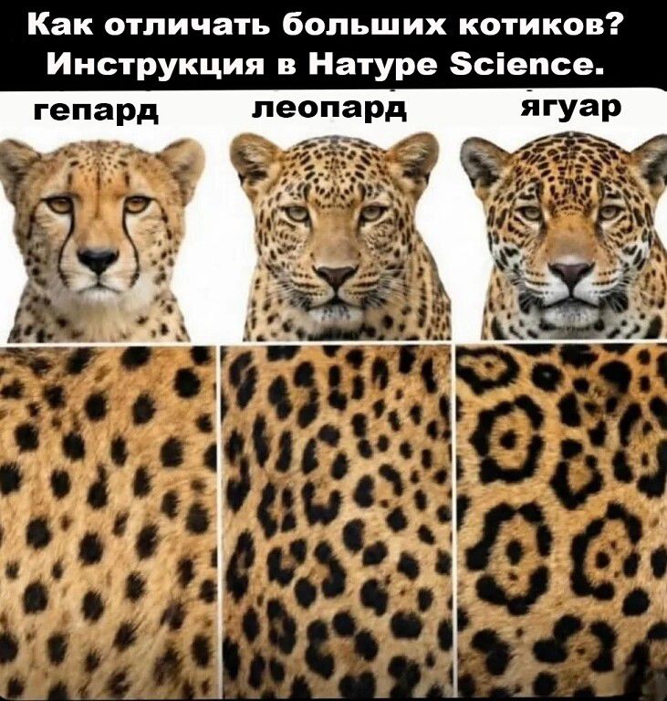 Как отличать больших котиков? Инструкция в Nature Science. гепард леопард ягуар