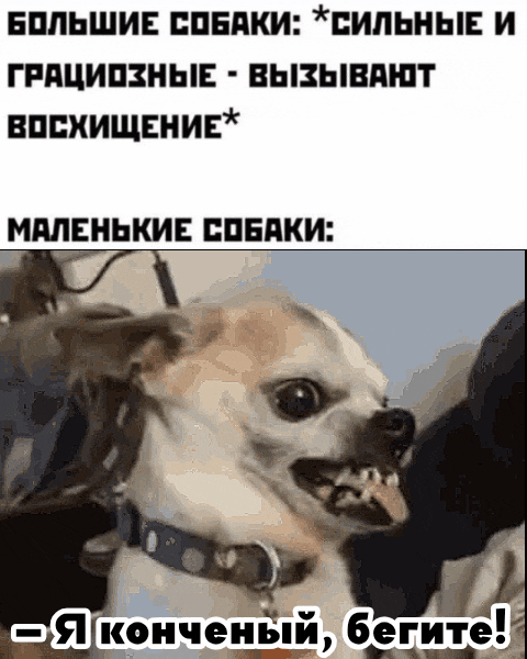 БОЛЬШИЕ СОБАКИ: *СИЛЬНЫЕ И ГРАЦИОЗНЫЕ - ВЫЗЫВАЮТ ВОСХИЩЕНИЕ* МАЛЕНЬКИЕ СОБАКИ: -Я конченый, бегите!