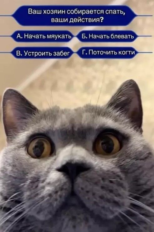 Ваш хозяин собирается спать, ваши действия? А. Начать мяукать Б. Начать блевать В. Устроить забег Г. Поточить когти