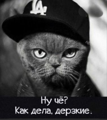 Ну чё? Как дела, дерзкие.