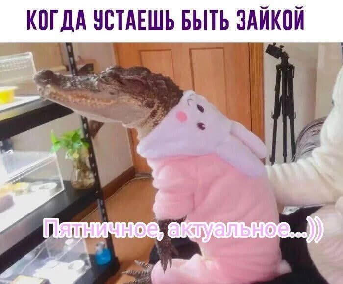 КОГДА УСТАЕШЬ БЫТЬ ЗАЙКОЙ Пятничное, актуальное...))