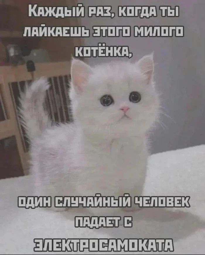 Каждый раз, когда ты лайкаешь этого милого котёнка, один случайный человек падает с электросамоката