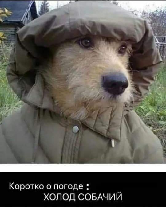 Коротко о погоде : ХОЛОД СОБАЧИЙ