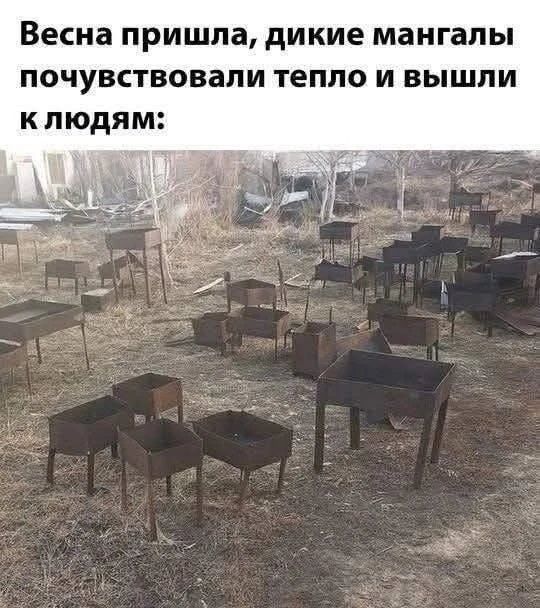 Весна пришла, дикие мангалы почувствовали тепло и вышли к людям: