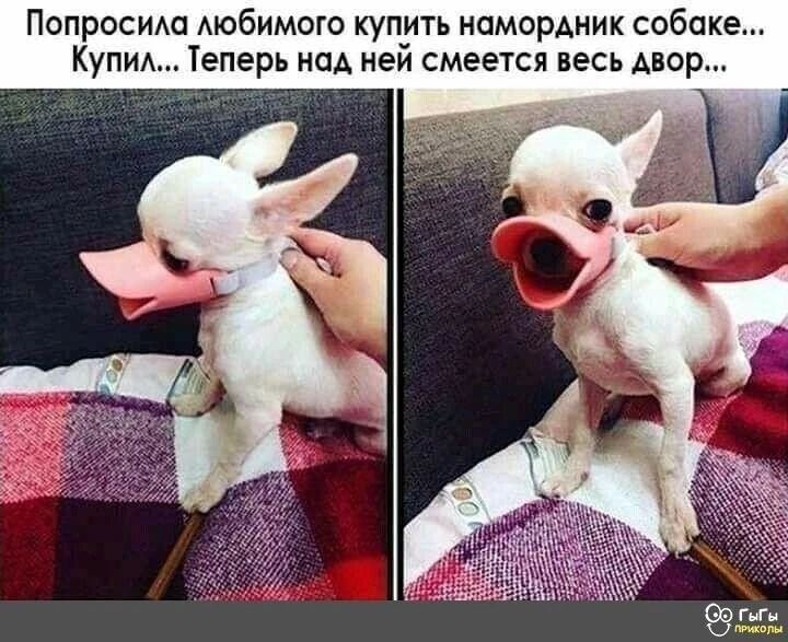 Попросила любимого купить намордник собаке... Купил... Теперь над ней смеется весь двор...