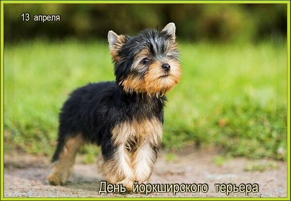 13 апреля День йоркширского терьера