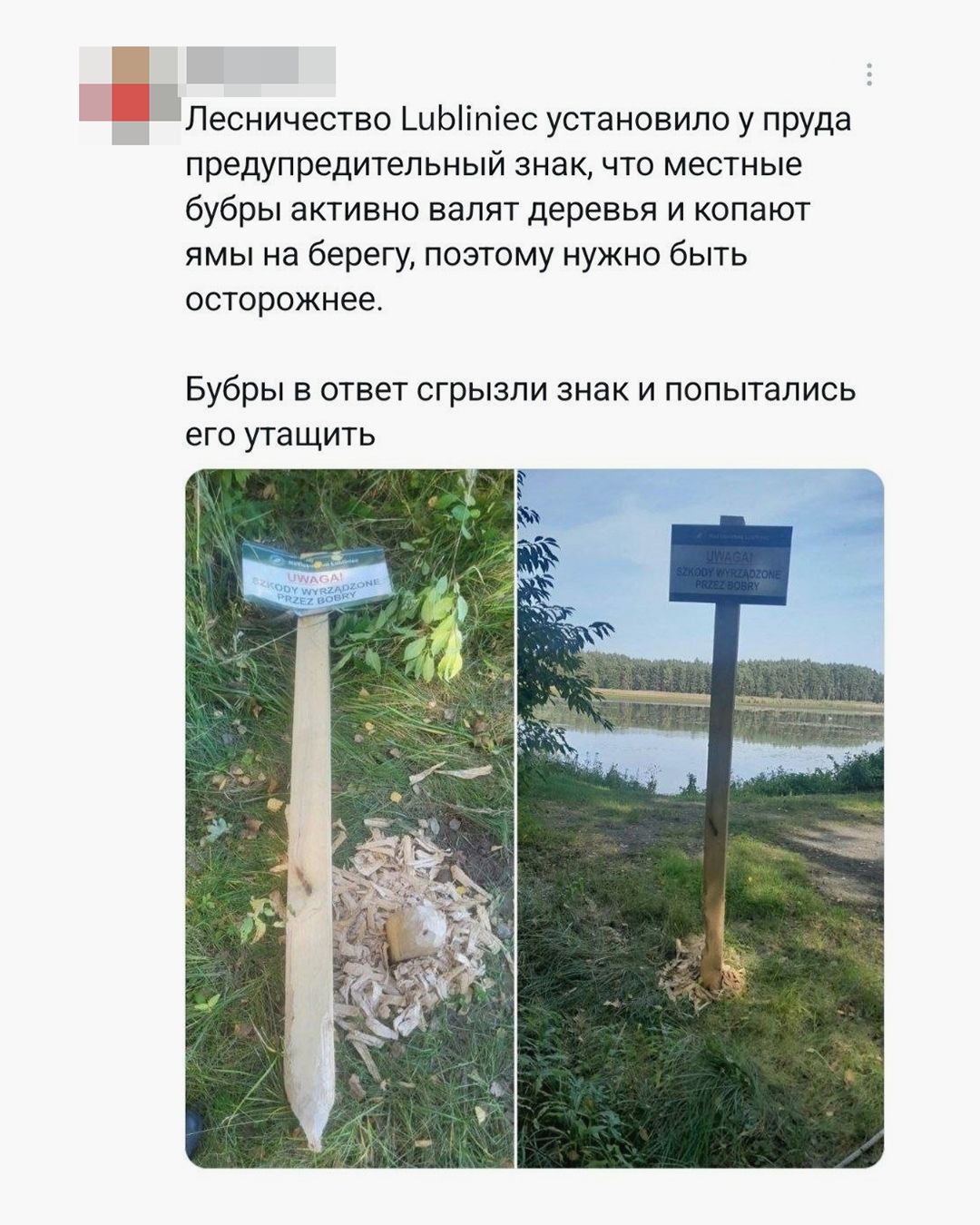 Лесничество Lubliniec установило у пруда предупредительный знак, что местные бубры активно валят деревья и копают ямы на берегу, поэтому нужно быть осторожнее. Бубры в ответ сгрызли знак и попытались его утащить