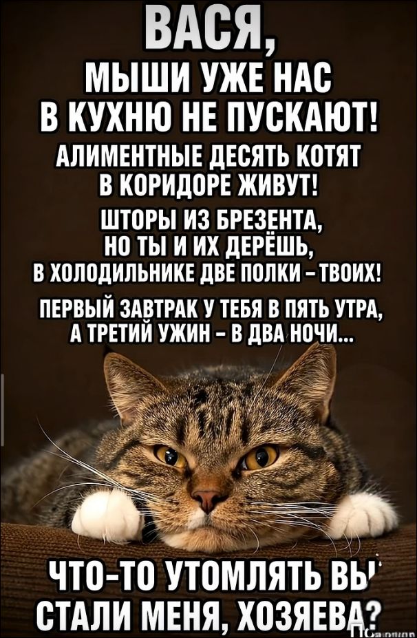 ВАСЯ, МЫШИ УЖЕ НАС В КУХНЮ НЕ ПУСКАЮТ! АЛИМЕНТНЫЕ ДЕСЯТЬ КОТЯТ В КОРИДОРЕ ЖИВУТ! ШТОРЫ ИЗ БРЕЗЕНТА, НО ТЫ И ИХ ДЕРЁШЬ, В ХОЛОДИЛЬНИКЕ ДВЕ ПОЛКИ – ТВОИХ! ПЕРВЫЙ ЗАВТРАК У ТЕБЯ В ПЯТЬ УТРА, А ТРЕТИЙ УЖИН – В ДВА НОЧИ... ЧТО-ТО УТОМЛЯТЬ ВЫ' СТАЛИ МЕНЯ, ХОЗЯЕВА?