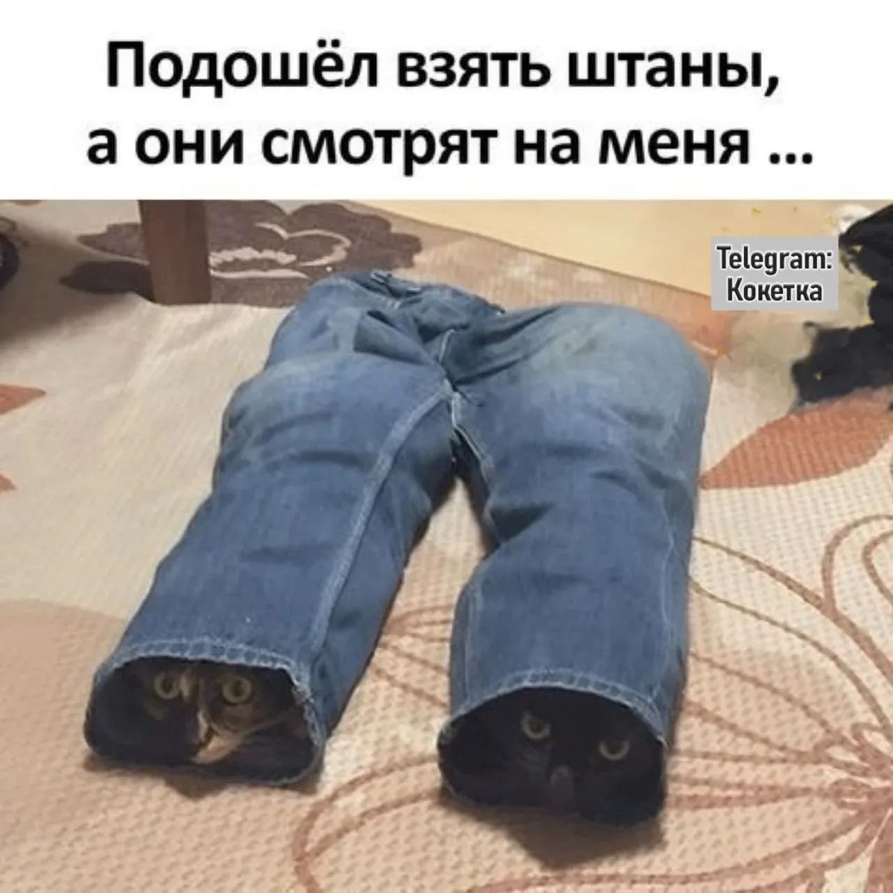 Подошёл взять штаны, а они смотрят на меня ... Telegram: Кокетка