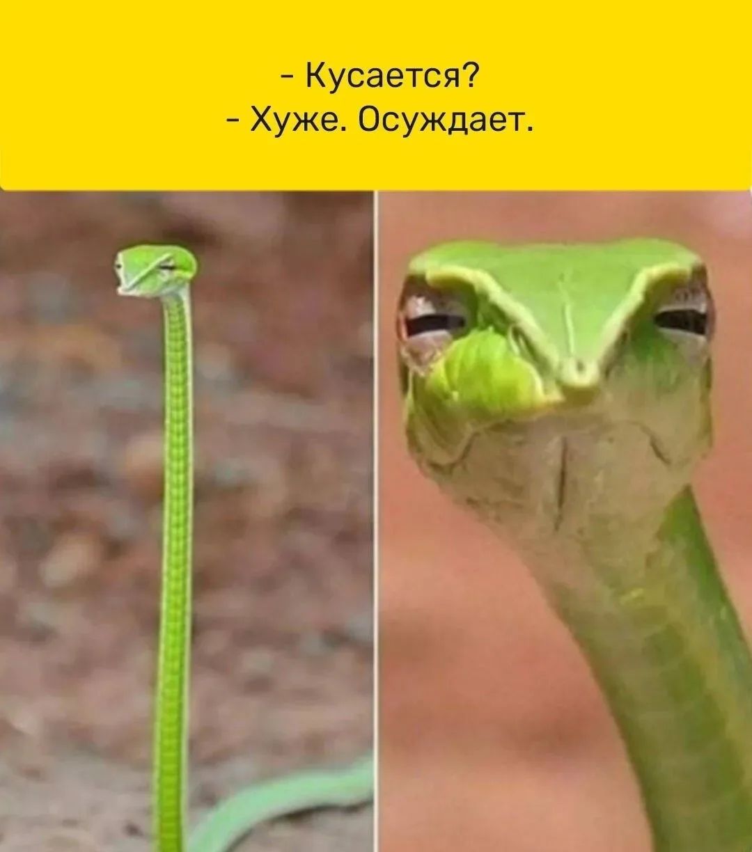 Кусается? Хуже. Осуждает.