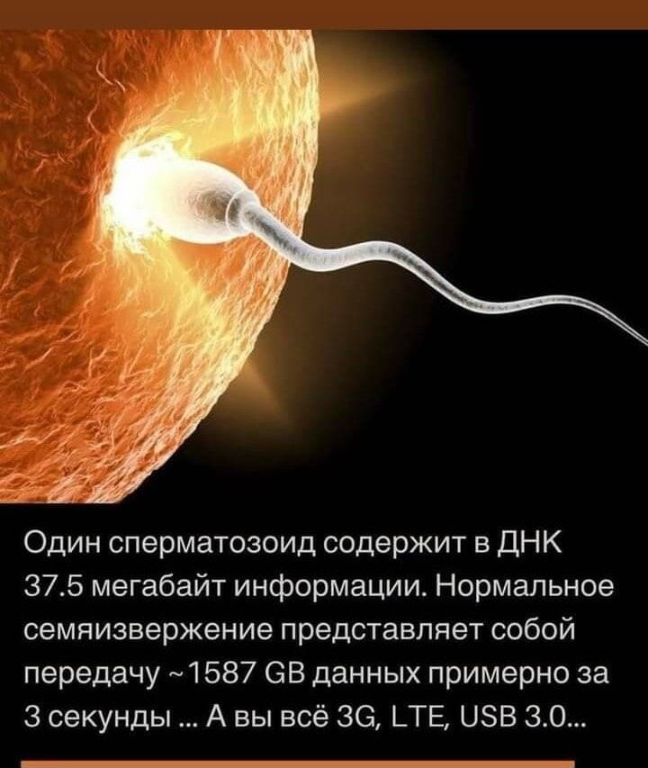 Один сперматозоид содержит в ДНК 37.5 мегабайт информации. Нормальное семяизвержение представляет собой передачу ~1587 GB данных примерно за 3 секунды ... А вы всё 3G, LTE, USB 3.0...