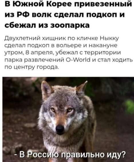 В Южной Корее привезенный из РФ волк сделал подкоп и сбежал из зоопарка Двухлетний хищник по кличке Ныкку сделал подкоп в вольере и накануне утром, 8 апреля, убежал с территории парка развлечений O-World и стал ходить по центру города. - В Россию правильно иду?