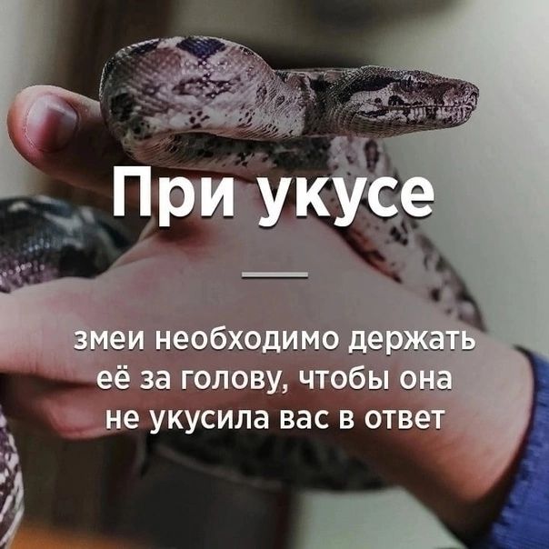 При укусе змеи необходимо держать её за голову, чтобы она не укусила вас в ответ