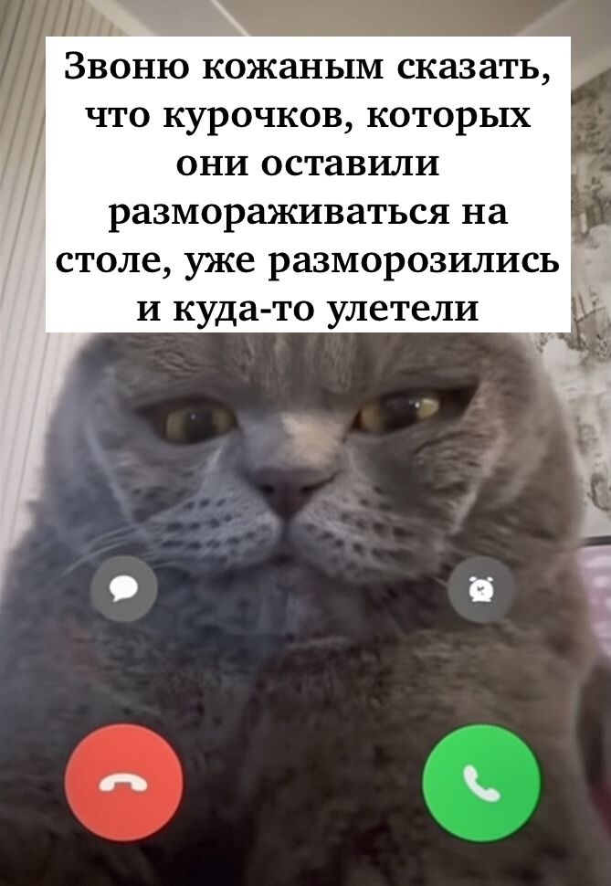 Звоню кожаным сказать, что курочков, которых они оставили размораживаться на столе, уже разморозились и куда-то улетели