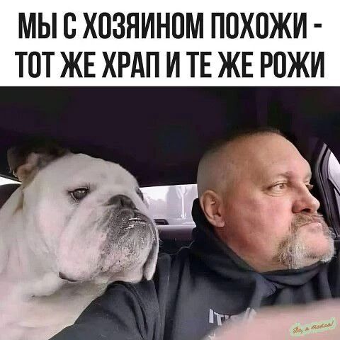 МЫ С ХОЗЯИНОМ ПОХОЖИ - ТОТ ЖЕ ХРАП И ТЕ ЖЕ РОЖИ