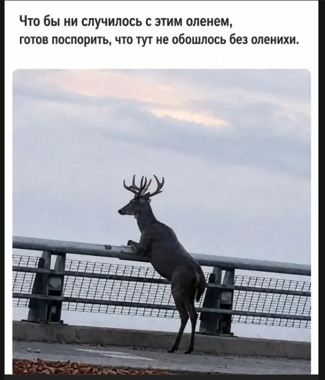 Что бы ни случилось с этим оленем, готов поспорить, что тут не обошлось без оленихи.