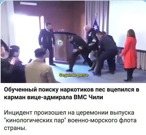Вторая собака. Обученный поиску наркотиков пес вцепился в карман вице-адмирала ВМС Чили. Инцидент произошел на церемонии выпуска 