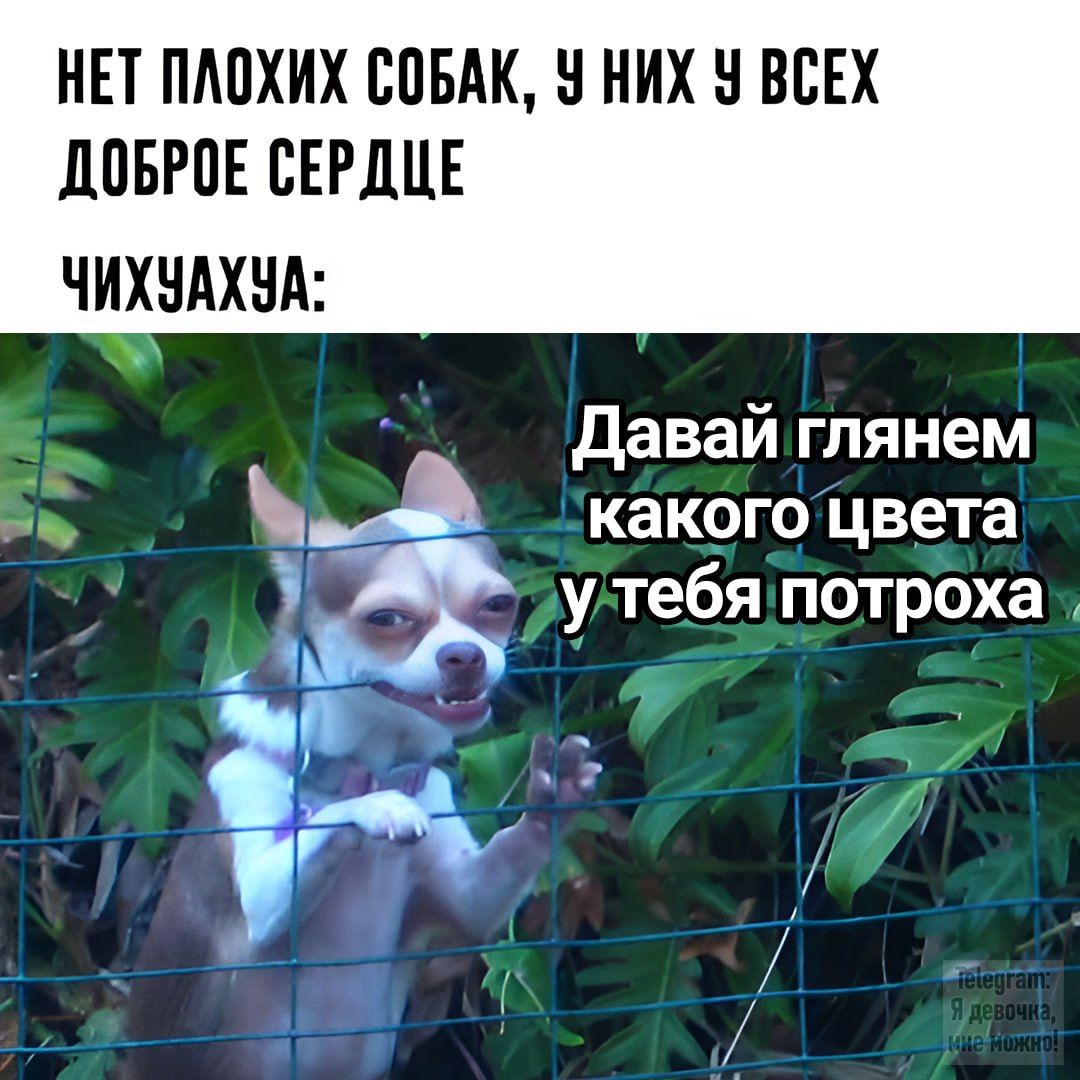 НЕТ ПЛОХИХ СОБАК, У НИХ У ВСЕХ ДОБРОЕ СЕРДЦЕ ЧИХУАХУА: Давай глянем какого цвета у тебя потроха Telegram: Я девочка, мне можно!